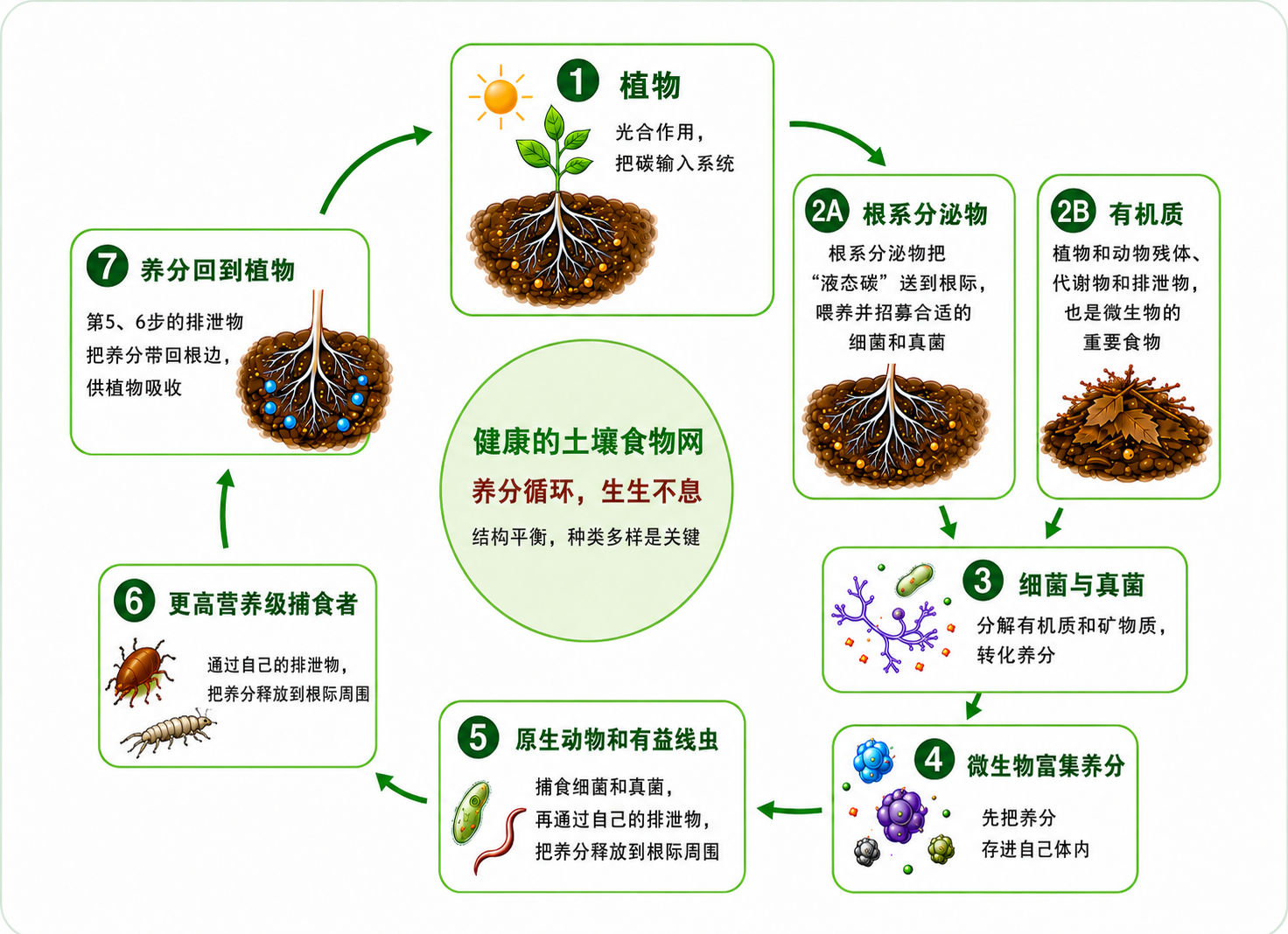 健康土壤食物网养分循环图