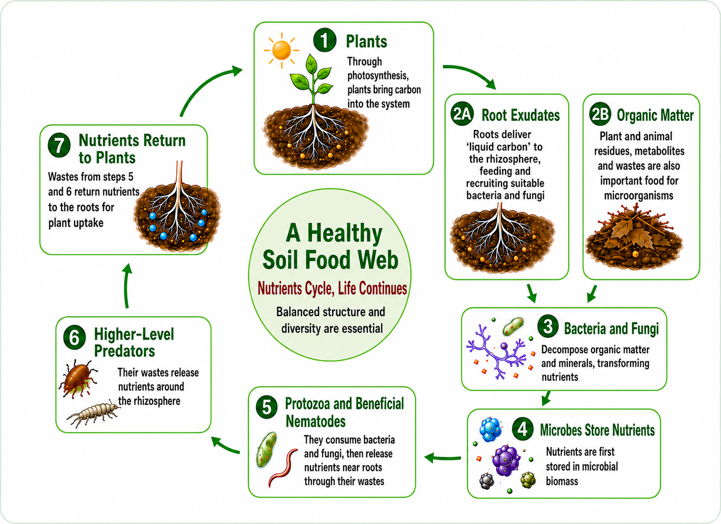 Healthy soil food web nutrient cycling diagram